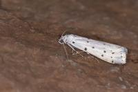 Myelois circumvoluta