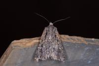 Dichagyris signifera