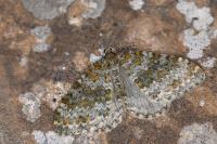 Entephria flavicinctata flavicinctata