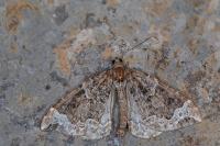 Eulithis prunata