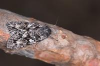 Eurois occulta