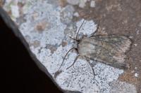 Euxoa decora simulatrix