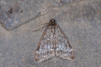 Evergestis sophialis