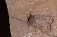 Hoplodrina octogenaria