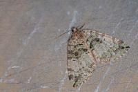 Hydriomena furcata