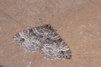 Mesotype didymata
