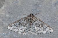 Peribatodes ilicaria ilicaria
