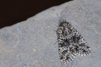 Polymixis polymita