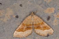 Scotopteryx chenopodiata