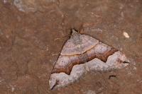 Scotopteryx angularia/moeniata