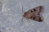 Xestia stigmatica