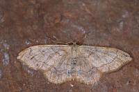 Idaea aversata