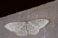 Idaea aversata