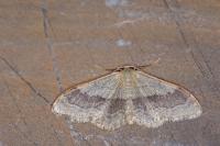 Idaea aversata