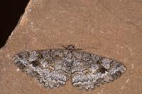Alcis repandata