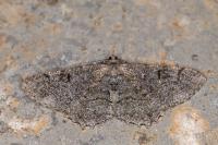 Alcis repandata