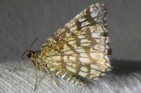 Chiasmia clathrata