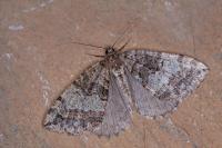 Hydriomena furcata