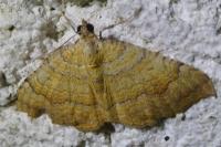 Camptogramma bilineata
