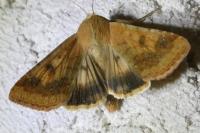 Helicoverpa armigera