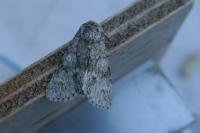 Acronicta megacephala