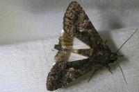 Aedia leucomelas