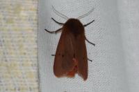 Phragmatobia fuliginosa