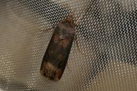 Agrotis ipsilon