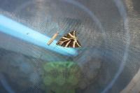 Euplagia quadripunctaria