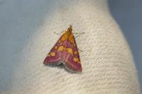 Pyrausta purpuralis