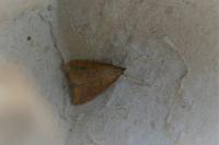 Udea ferrugalis