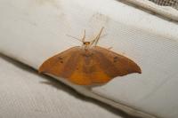 Watsonalla binaria