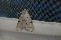 Acronicta leporina