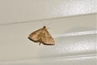 Anania verbascalis