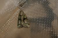 Cryphia algae