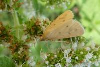 Achyra nudalis