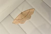 Cyclophora punctaria