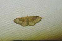 Idaea degeneraria