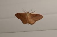 Idaea rubraria