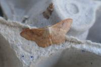 Idaea rubraria