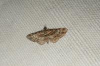 Gymnoscelis rufifasciata