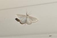 Idaea subsericeata