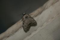 Meganola strigula