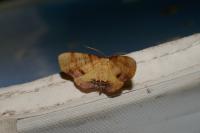 Plagodis dolabraria