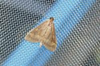 Ostrinia nubilalis