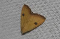 Rivula sericealis