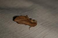 Ptilodon capucina