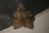 Stauropus fagi