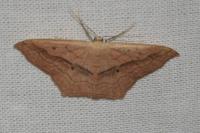 Scopula imitaria
