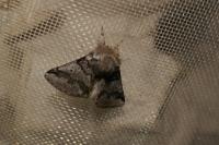 Thaumetopoea processionea